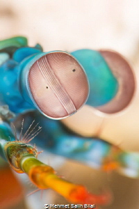   Mantis shrimp eyes. eyes  